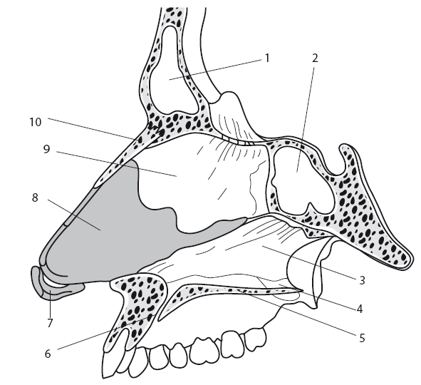 Носовая анатомия. Строение перегородки носа анатомия. Перегородка носовой полости анатомия. Сошниково-носовой хрящ анатомия. Анатомия носа костно-хрящевая перегородка носа.