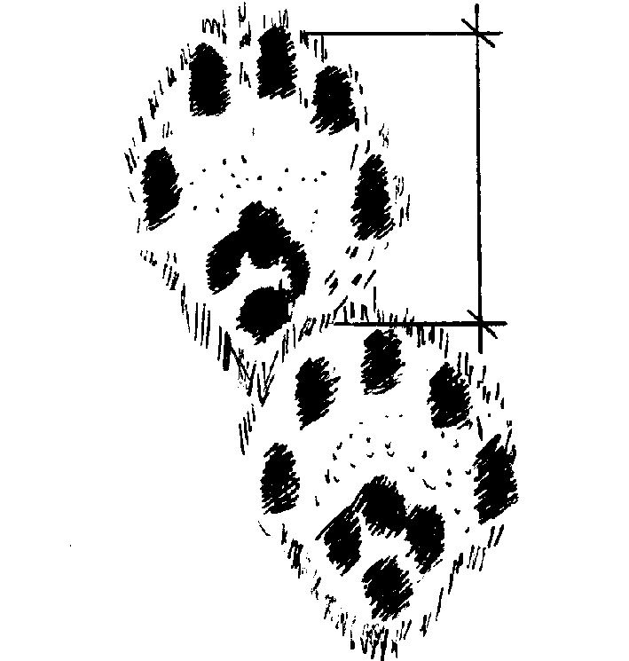 След охотника. Следы Лесной куницы. Лесная куница следы на снегу. Следы хорька и куницы на снегу. Следы животных куницы.