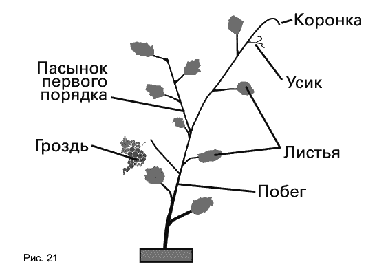 Как прищипывать виноград. Прищипывание пасынков винограда. Пасынковать виноград. Пасынковать виноград весной. Пасынки второго порядка у винограда.