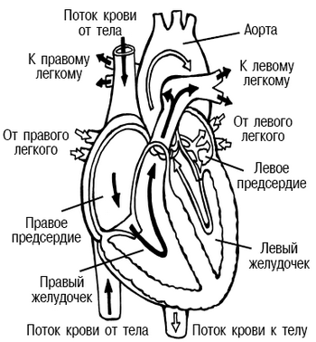 Строение сердца анатомия рисунок