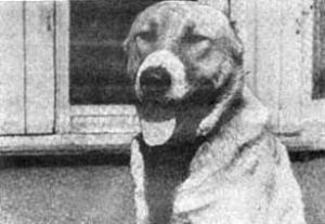 Отечественные породы служебных собак азиатского происхождения [Владимир Александрович Калинин] (fb2) читать онлайн
