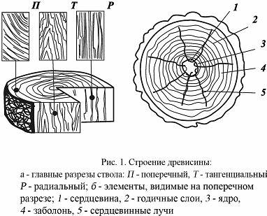 Тангенциальный рисунок шпона