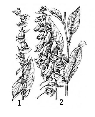 Наперстянка крупноцветковая рисунок