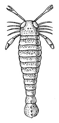 На рисунке изображен ракоскорпион вымершее животное обитавшее 420 млн лет назад используя фрагмент