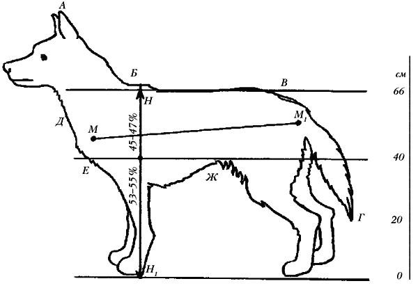 Размеры собаки овчарки. Стандарт породы немецкая овчарка промеры. Стандарты промеров для немецкой овчарки. Высота немецкой овчарки в холке. Немецкая овчарка рост в холке.