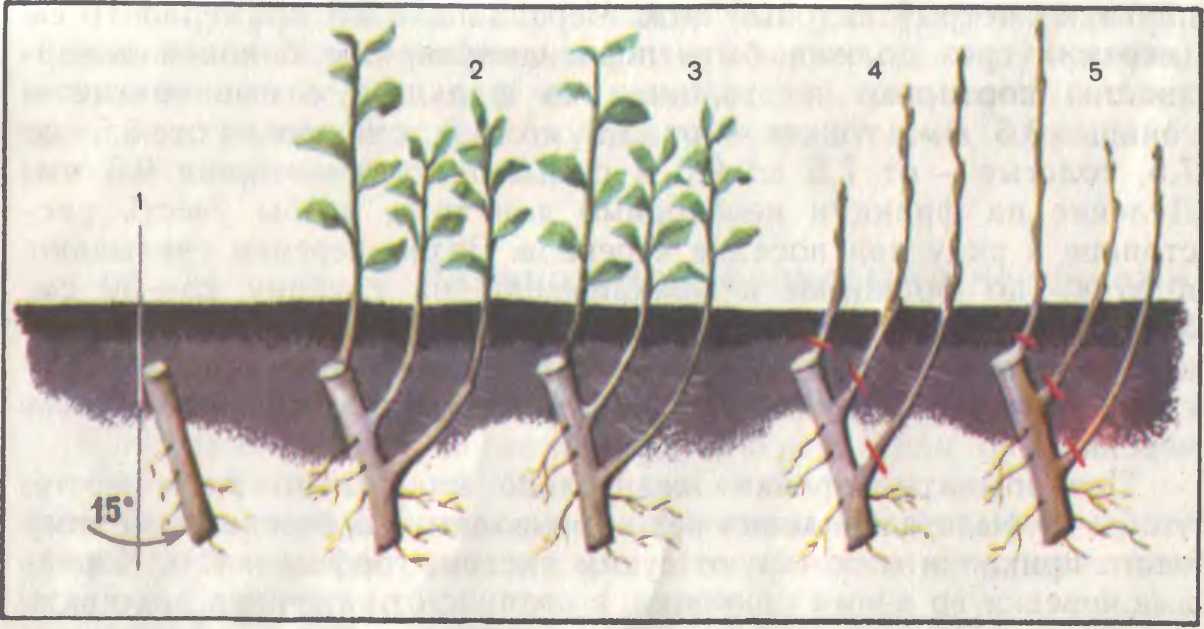 Как размножить сливу. Черенки подвоев яблони. Черенки клонового подвоя яблони. Укоренить черенки подвоев яблони. Размножение войлочной вишни отводками.