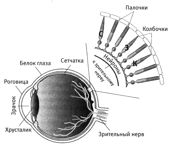 Колбочки и палочки рисунок