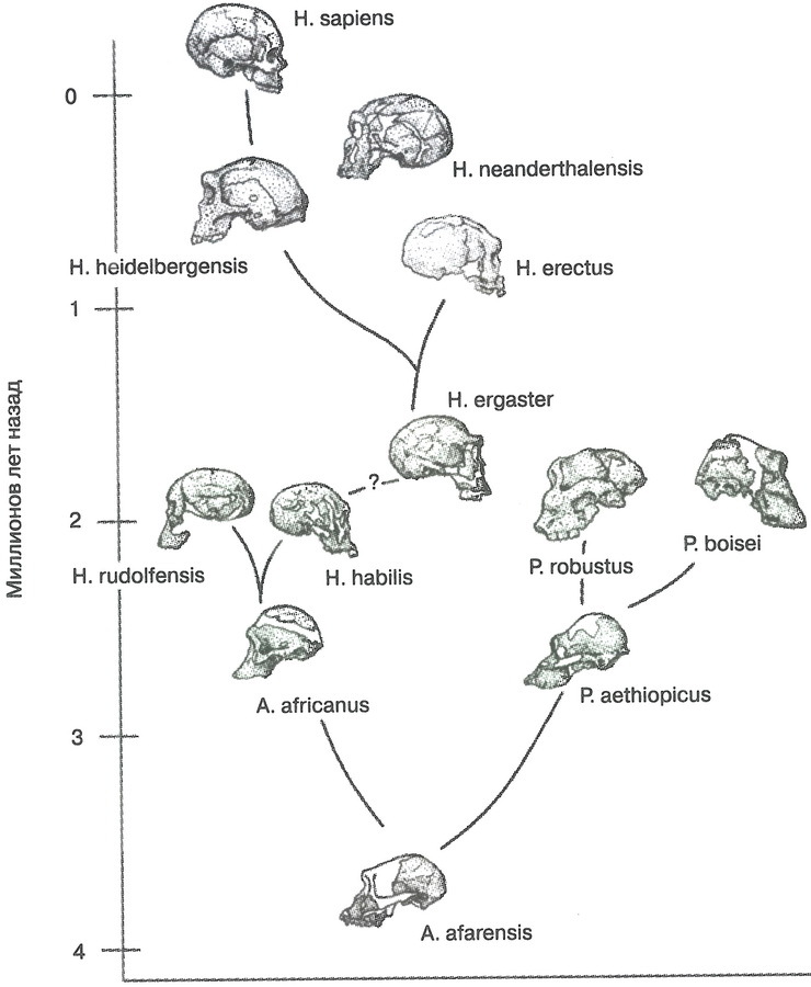 Схема эволюции гоминид