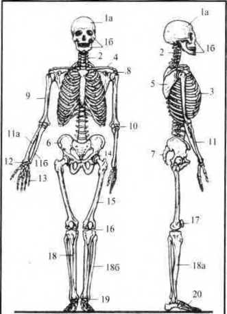Скелет сбоку рисунок