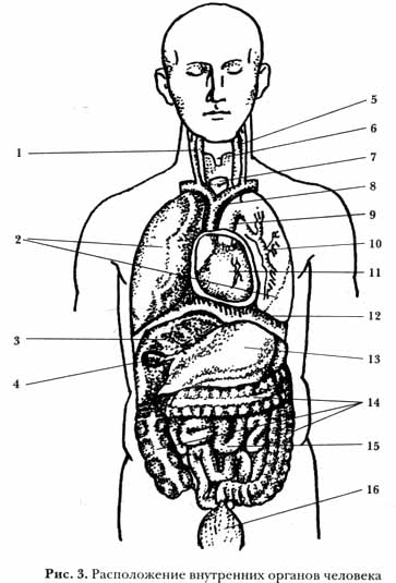 Внутренний 5. Схема строения органов человека. Схема строения тела человека с внутренними органами. Тело человека рисунок анатомия внутренние органы. Макет расположения внутренних органов человека.