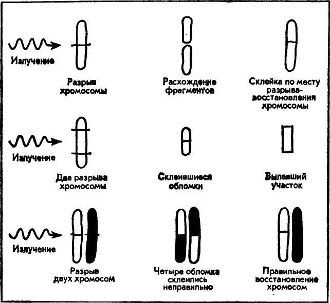 Изменения в хромосомах. Разрыв хромосом. Радиация и хромосомы. Действие радиации на хромосомы. Поврежденная хромосома.