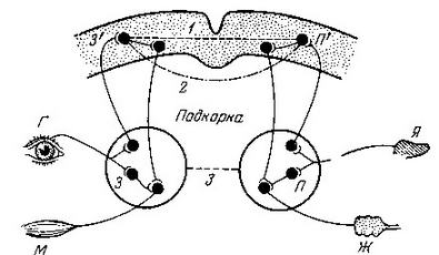 Схема условного рефлекса по павлову