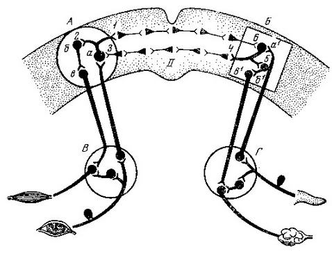 Рефлекторная дуга условного рефлекса схема
