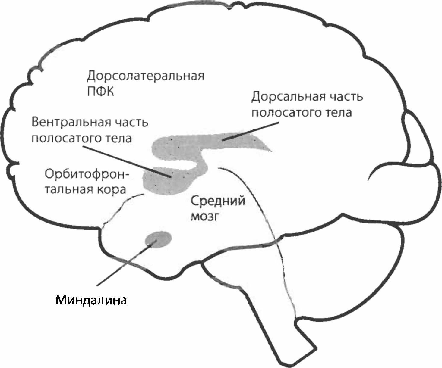 Вентральный и дорсальный. Полосатое тело мозга. Полосатое ядро мозга. Вентральное полосатое тело. Стриатум в головном мозге.