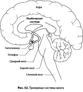 Лимбическая система мозга рисунок