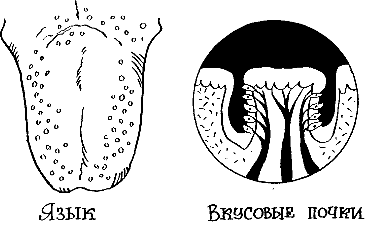 Система языка рисунок. Вкусовые зоны языка.