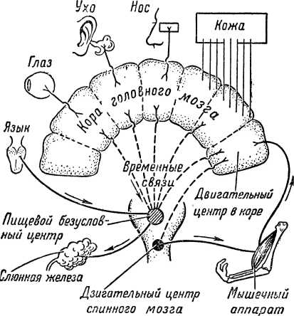 Механизм формирования условного рефлекса схема