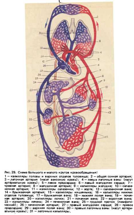 Большой и малый круг кровообращения схема с описанием