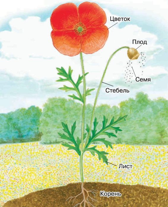 Строение растения схема для детей