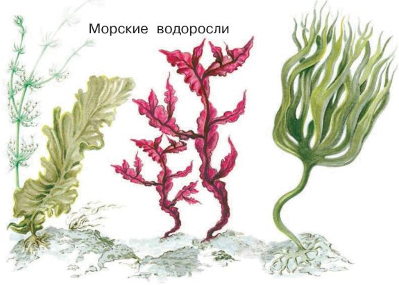 Нарисовать бурые водоросли