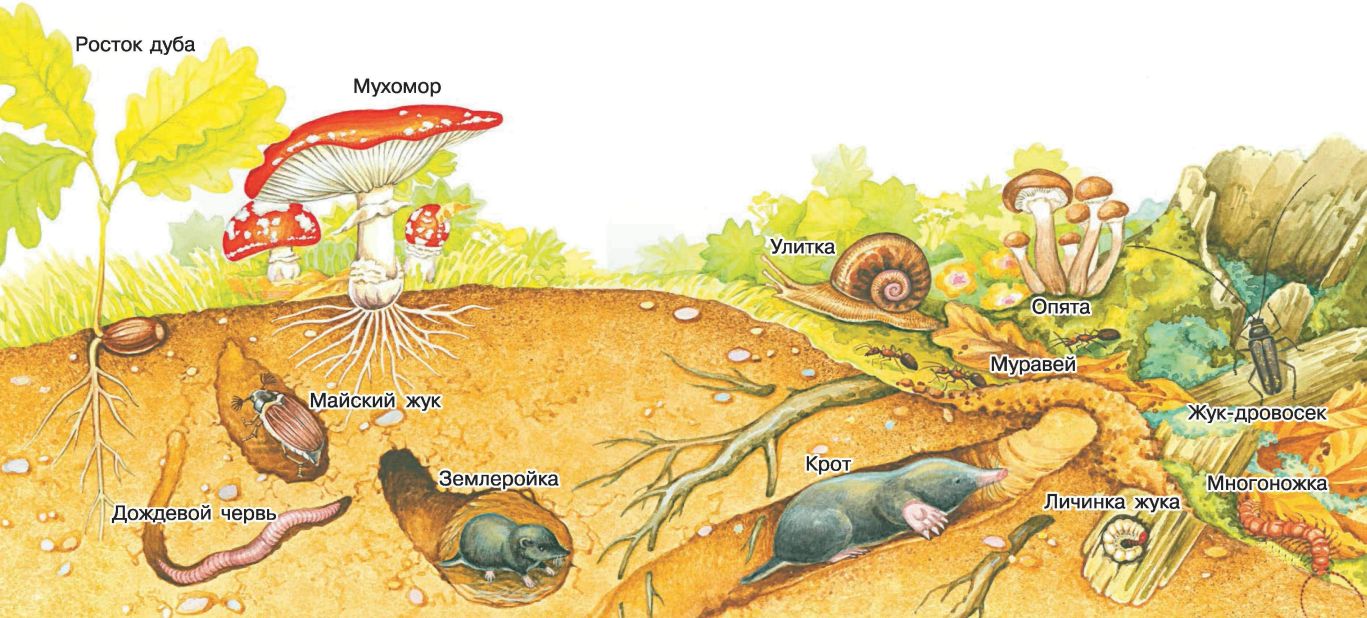Почва и подземные обитатели презентация для дошкольников