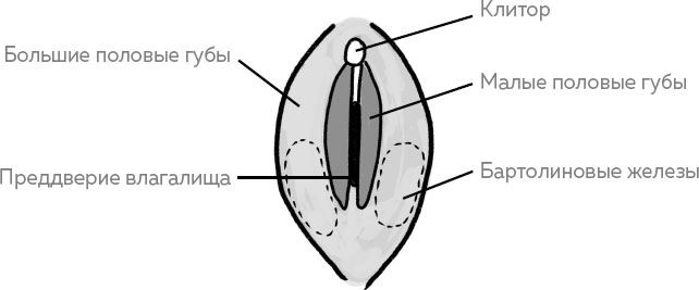 Строение женских половых органов внешнее строение рисунок анатомия и физиология органов