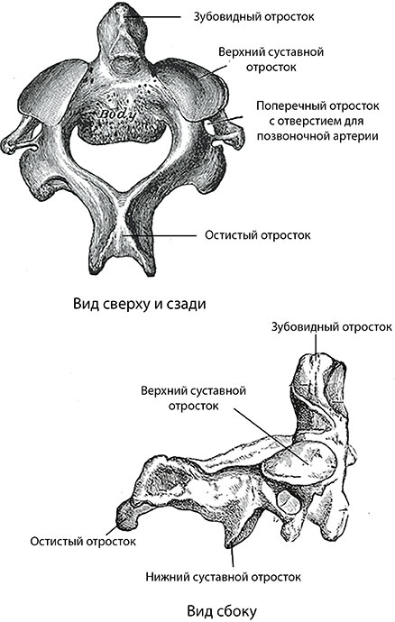 2 шейный позвонок анатомия рисунок