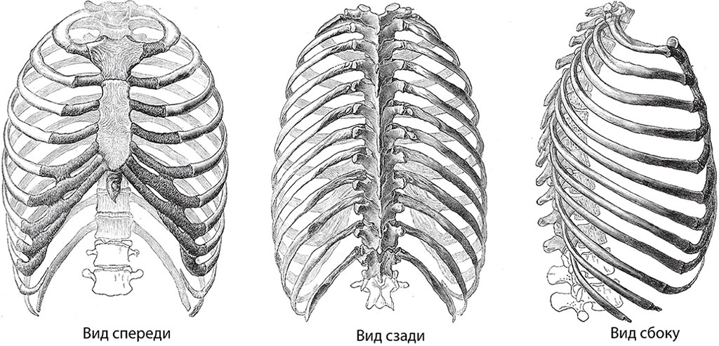 Грудная клетка картинка с подписями