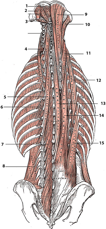 Erector Spinae