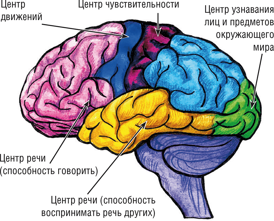 Головной мозг это. Кора головного мозга отделы головного мозга. Кора головного мозга зоны коры головного мозга. Строение головного мозга доли коры. Функциональные зоны и доли коры головного мозга.