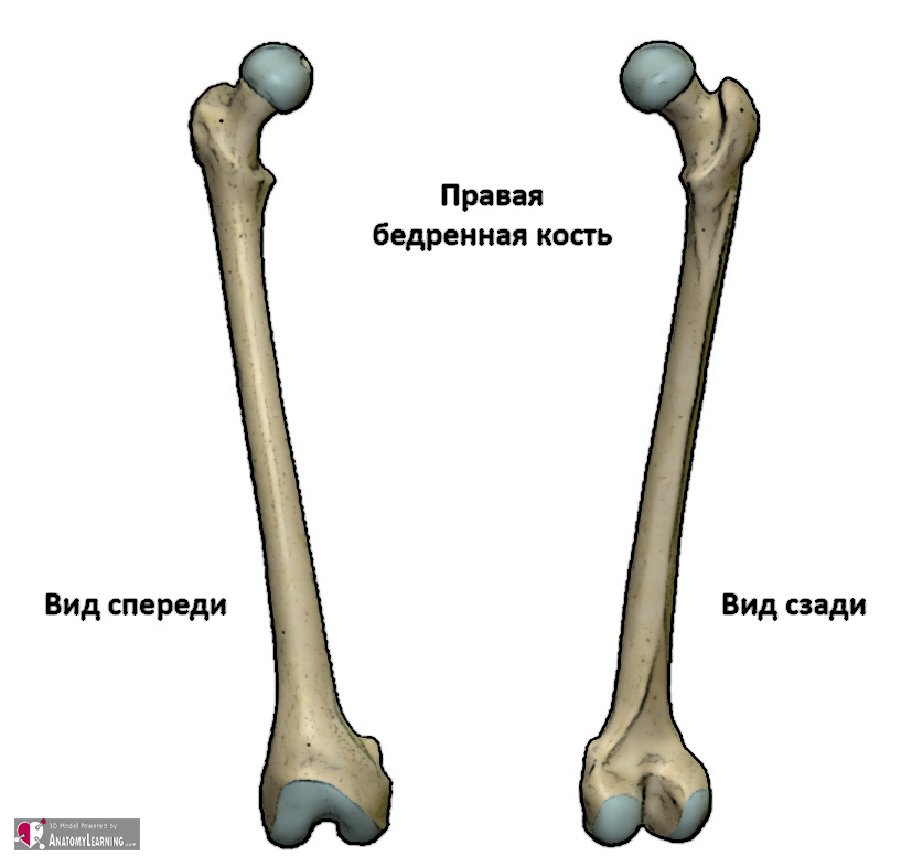 Бедренная кость на рисунке