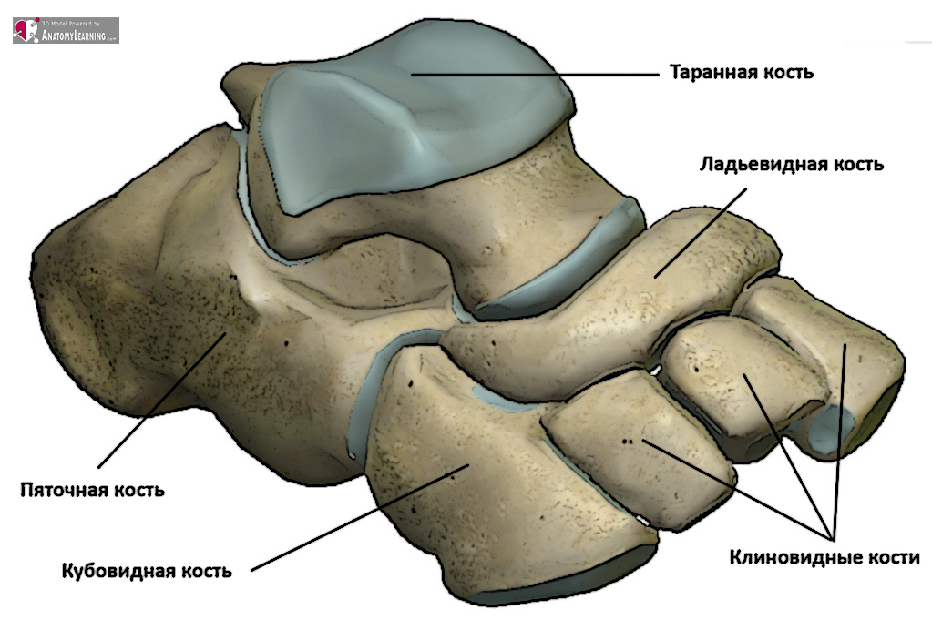 Пяточная латынь. Кости стопы таранная кость. Таранная кость стопы. Таранная кость анатомия блок. Таранная кость стопы анатомия.