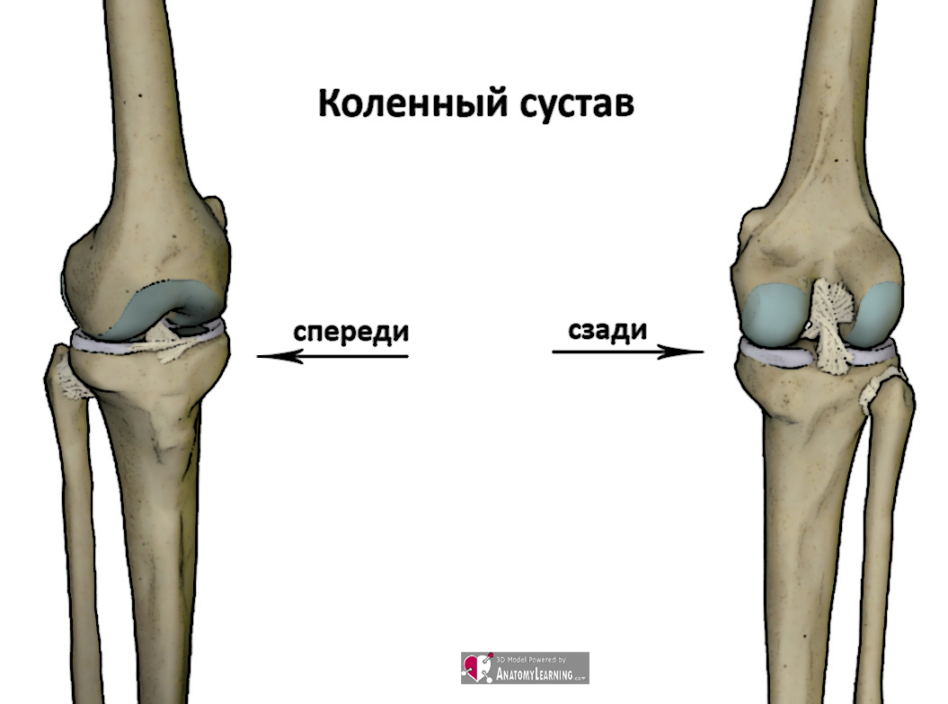 Сложный сустав