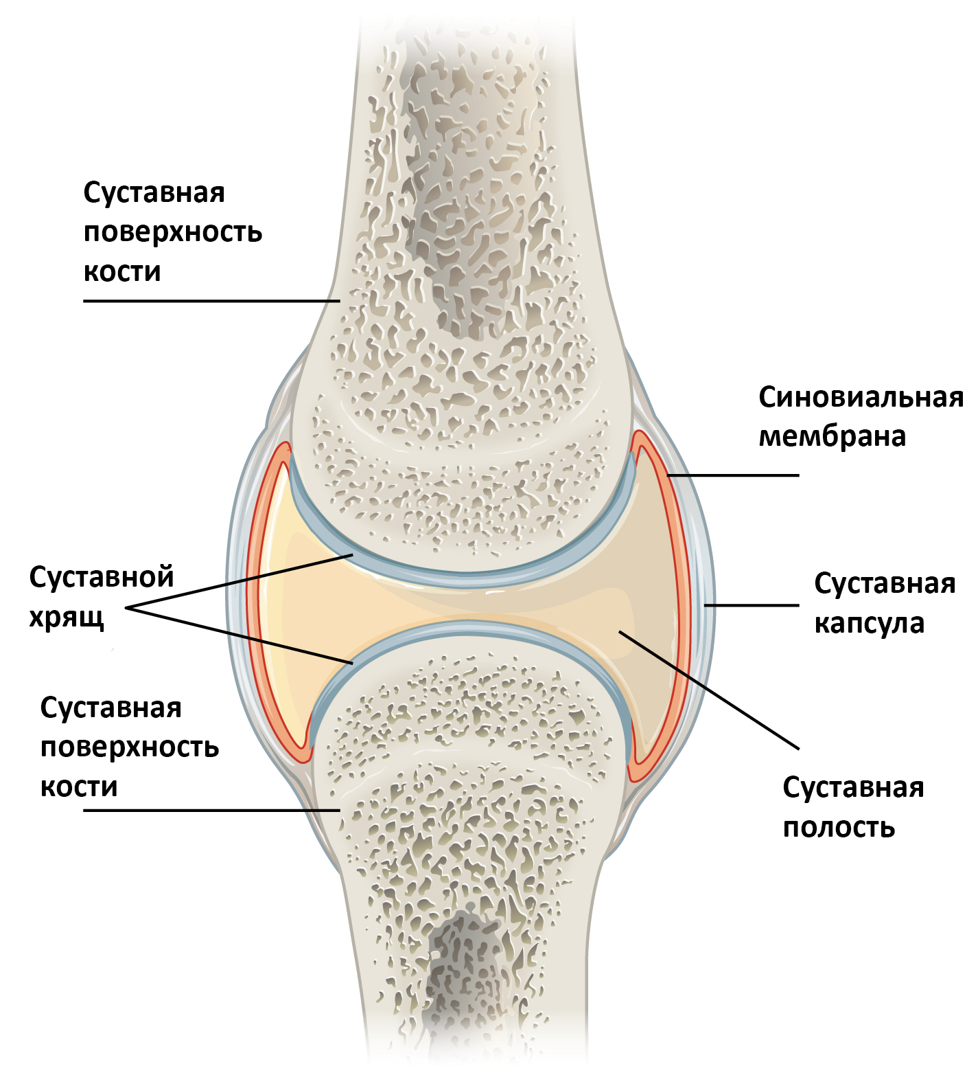 Строение сустава гиалиновый хрящ