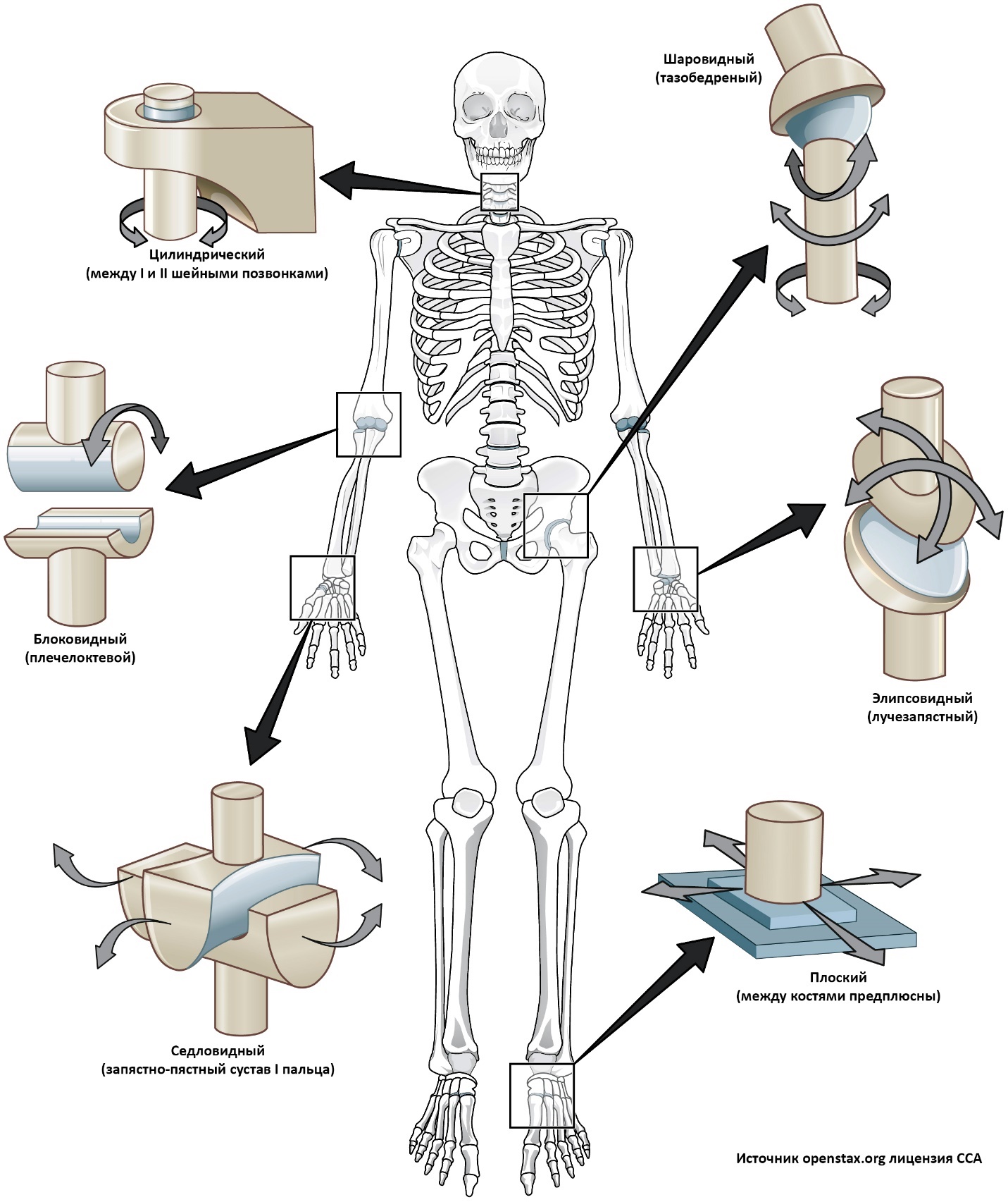 Схема суставов человека