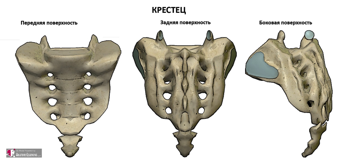 Крестец это где фото