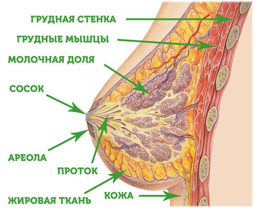 Молочная железа у женщин. Молочная железа строение анатомия. Строение молочной железы анатомия. Строение грудины женщины анатомия. Молочная железа у женщин анатомия.