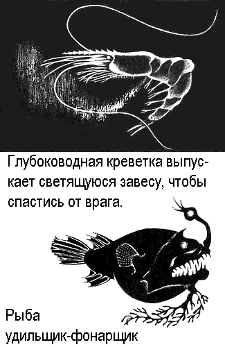 Враг рыб. Сообщение о светящей рыбе рисунок. Злейший враг для рыбы. Враги рыб.