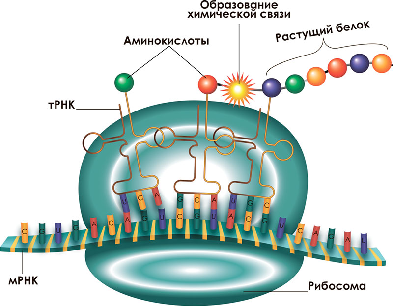 Эпс участвует в синтезе белков. Рибосомы на ядерной мембране. Синтез белка на ЭПС. Скорость транспорта МРНК через ядерную мембрану.