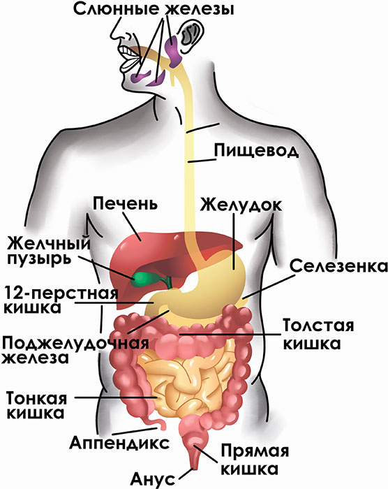 Как расположен желудок у человека картинка