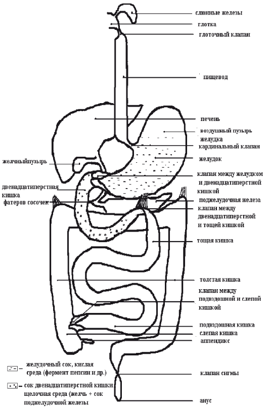 Строение желудочно кишечного тракта человека схема с названиями