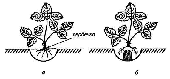 Земляника лорд схема посадки