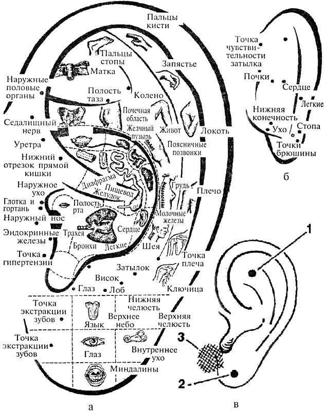 Какие точки соответствуют. Акупунктурные точки ушной раковины человека схема. Активные точки акупунктуры на ушной раковине. Акупунктура ушной раковины схема. Акупунктурные точки ушной раковины.