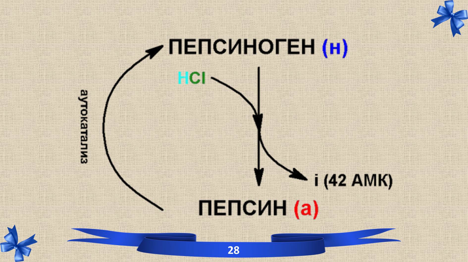 Пепсиноген. Механизм активации пепсина. Схема превращения пепсиногена в пепсин. Пепсиноген в пепсин. Пепсиноген II.