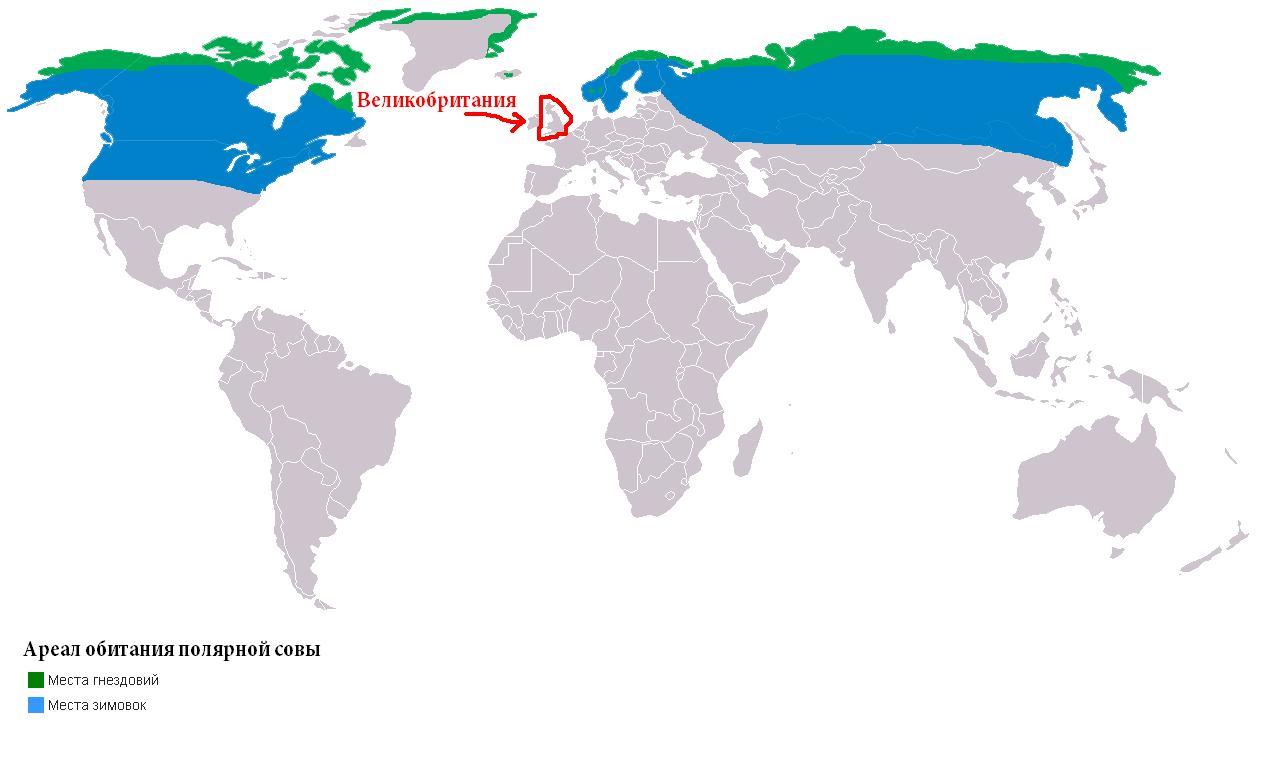 Совы ареал. Ареал обитания полярной Совы. Полярная Сова ареал. Филин ареал обитания. Ореол обитания белых сов.