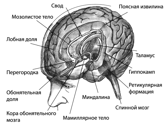 Лимбическая структура мозга. Структуры лимбической системы головного мозга. Лимбическая система головного мозга схема. Строение лимбической системы головного мозга схема. Лимбическая система головного мозга рисунок.