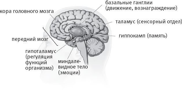 Программа мозг