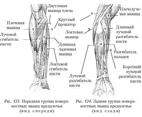 Мышцы плеча и предплечья рисунок с подписями