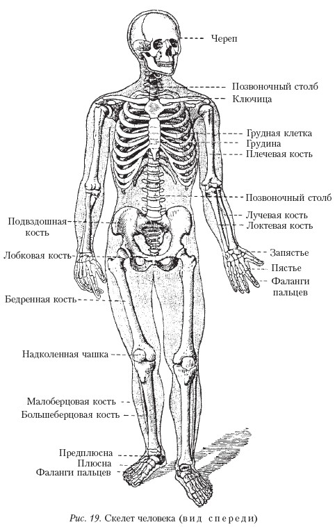 Анатомия человека кости и мышцы в картинках