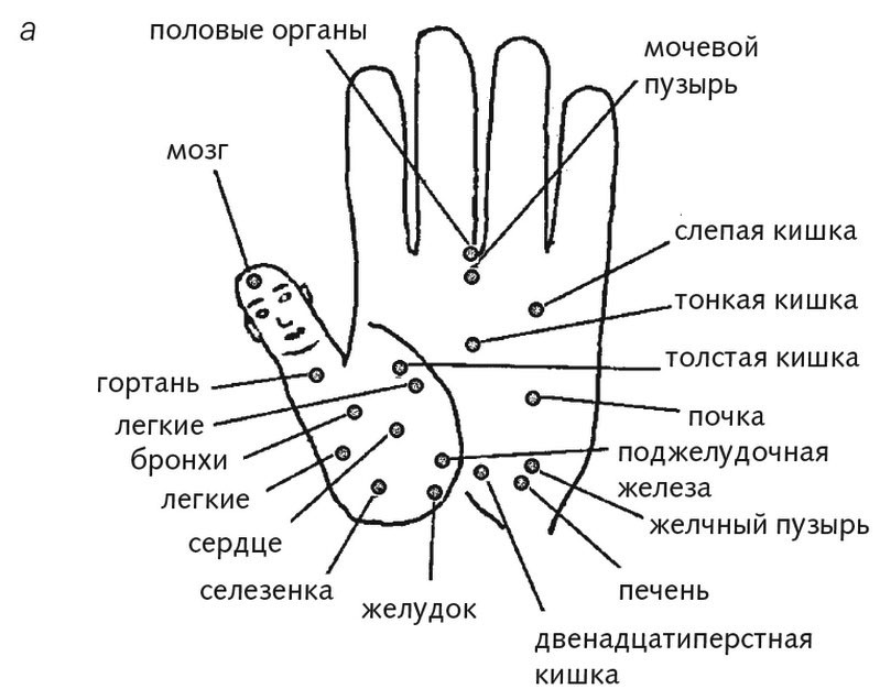 Активные точки на ладонях отвечающие за органы человека схема